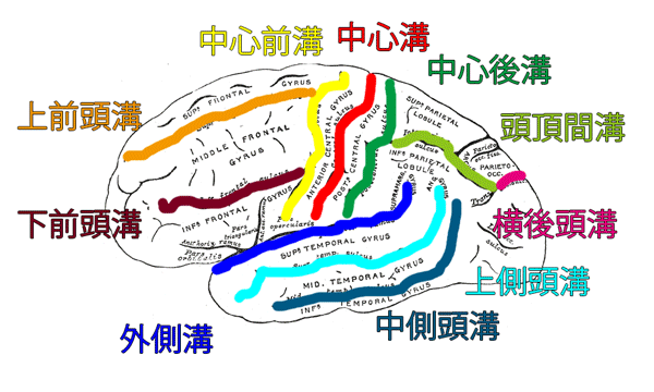 脳溝の表