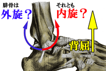 足関節の背屈で腓骨はどちらに回旋するの？教科書11冊を調べてみた！